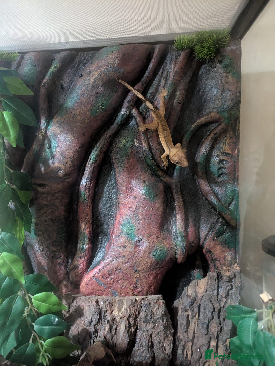 Gecko reptiles for sale: Crested Gecko + Tank - Image 7