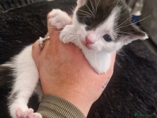 British Shorthair cats for sale: Two females - Advert 1