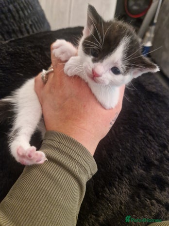 British Shorthair cats Two females - Advert 16