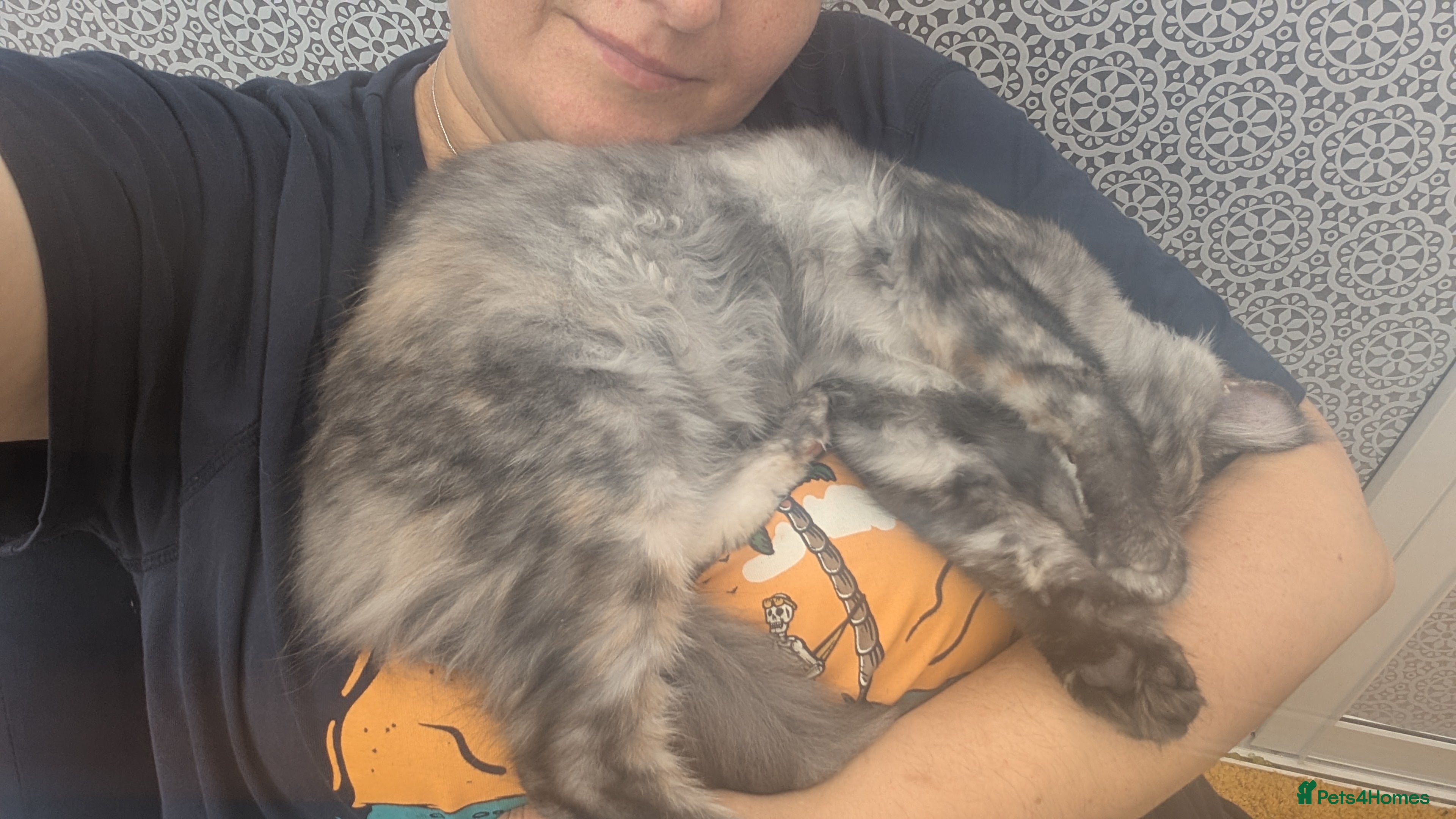 Maine Coon cats Pedigree Maine coons kittens Tica registered - Advert 2