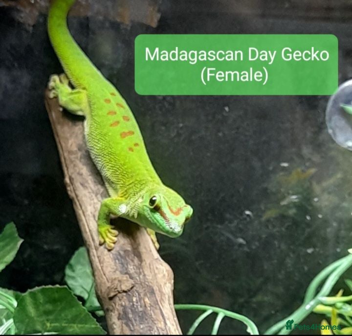 Gecko reptiles  Different Species of Geckos in Store - Advert 1