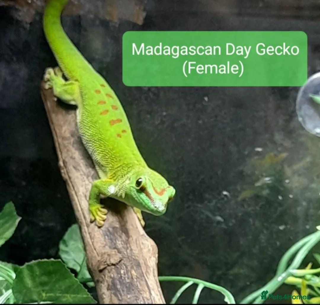 Gecko reptiles for sale:  Different Species of Geckos in Store - Advert 1