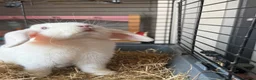 Mini Lop rabbits for sale:  Pure white mini lop with blue eyes Female - Advert 7
