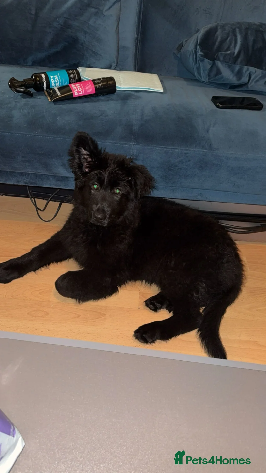 German Shepherd dogs for sale: RARE BLACK GSD - Advert 1