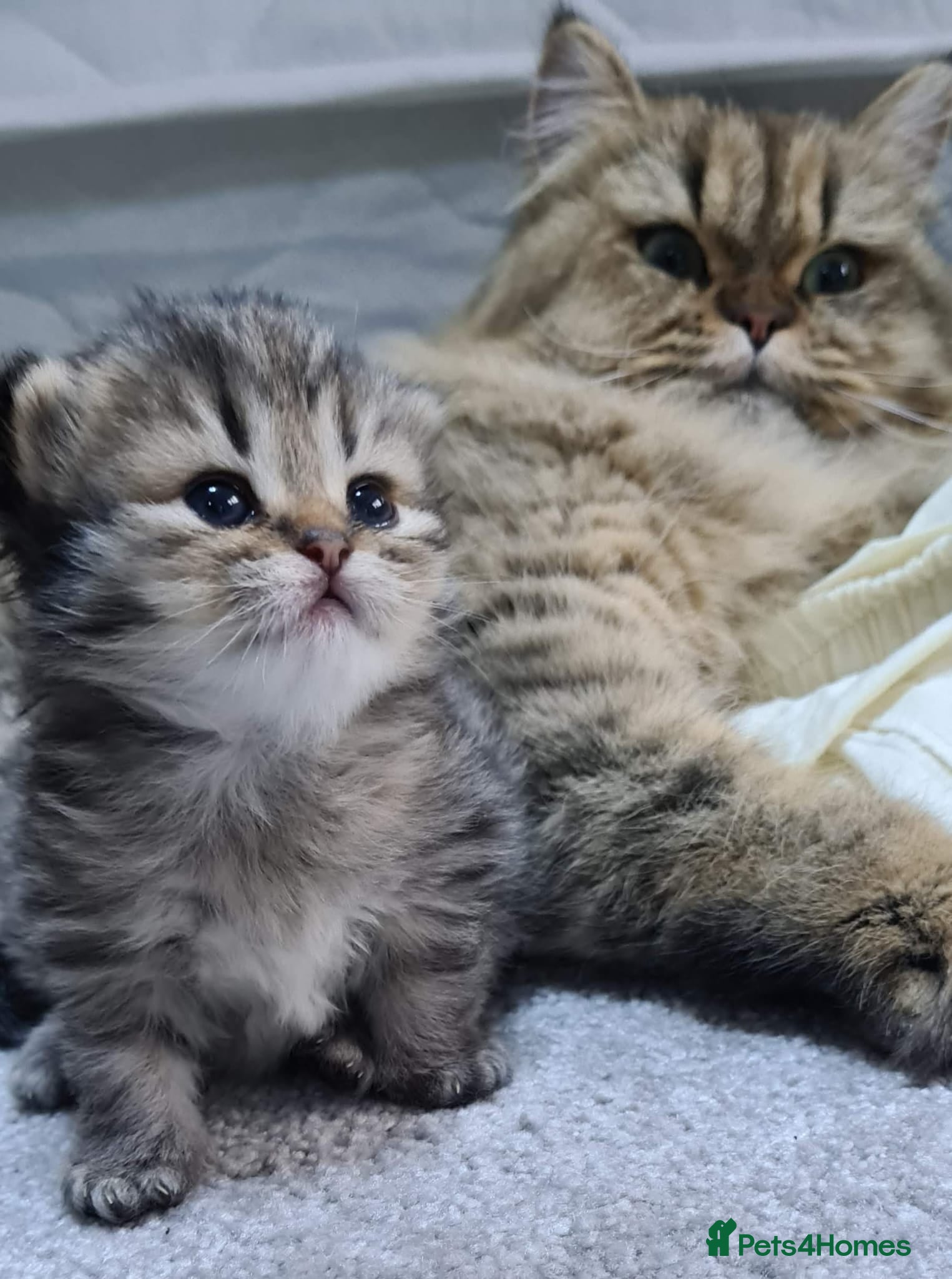 Persian cats Persian kittens - Advert 2