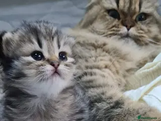 Persian cats Persian kittens - Advert 2