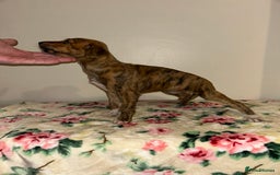 Mixed Breed dogs for sale: Stunning lurcher puppy’s  - Image 4
