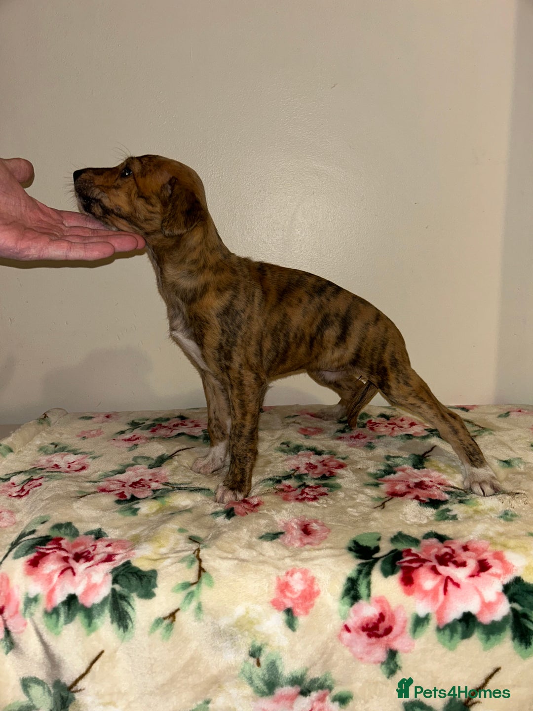 Mixed Breed dogs for sale: Stunning lurcher puppy’s  - Image 4
