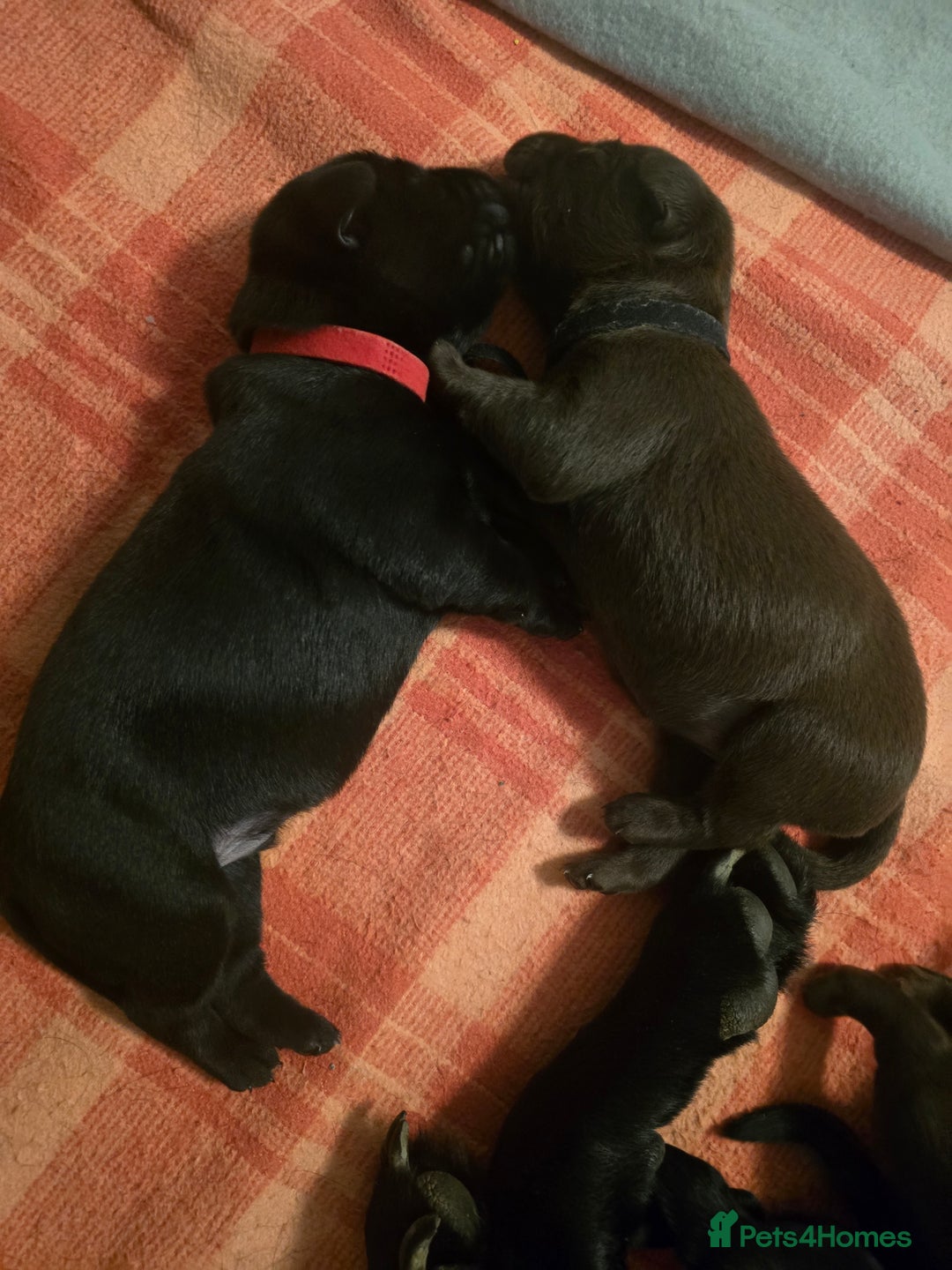 Labrador Retriever dogs for sale: Chunky cute lab pups for sale - Image 23