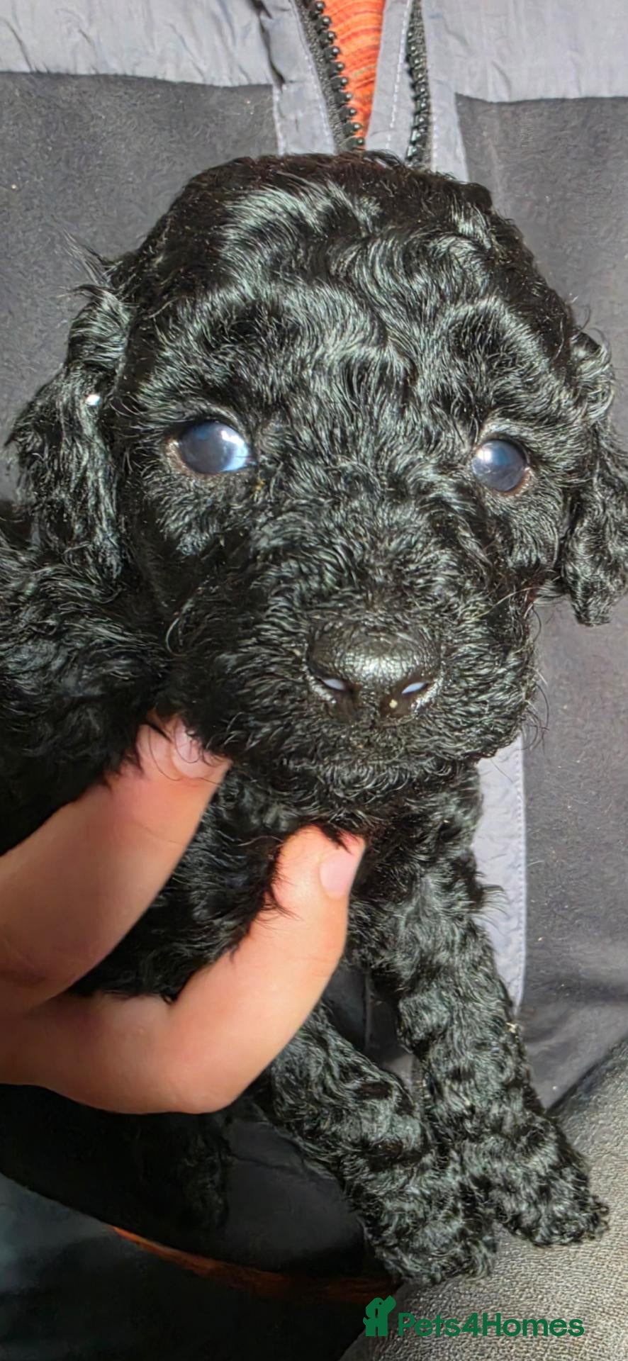 Mini Goldendoodle dogs for sale: Beautiful mini goldendoodles for sale. - Advert 2