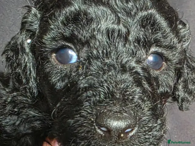 Mini Goldendoodle dogs for sale: Beautiful mini goldendoodles for sale. - Advert 2