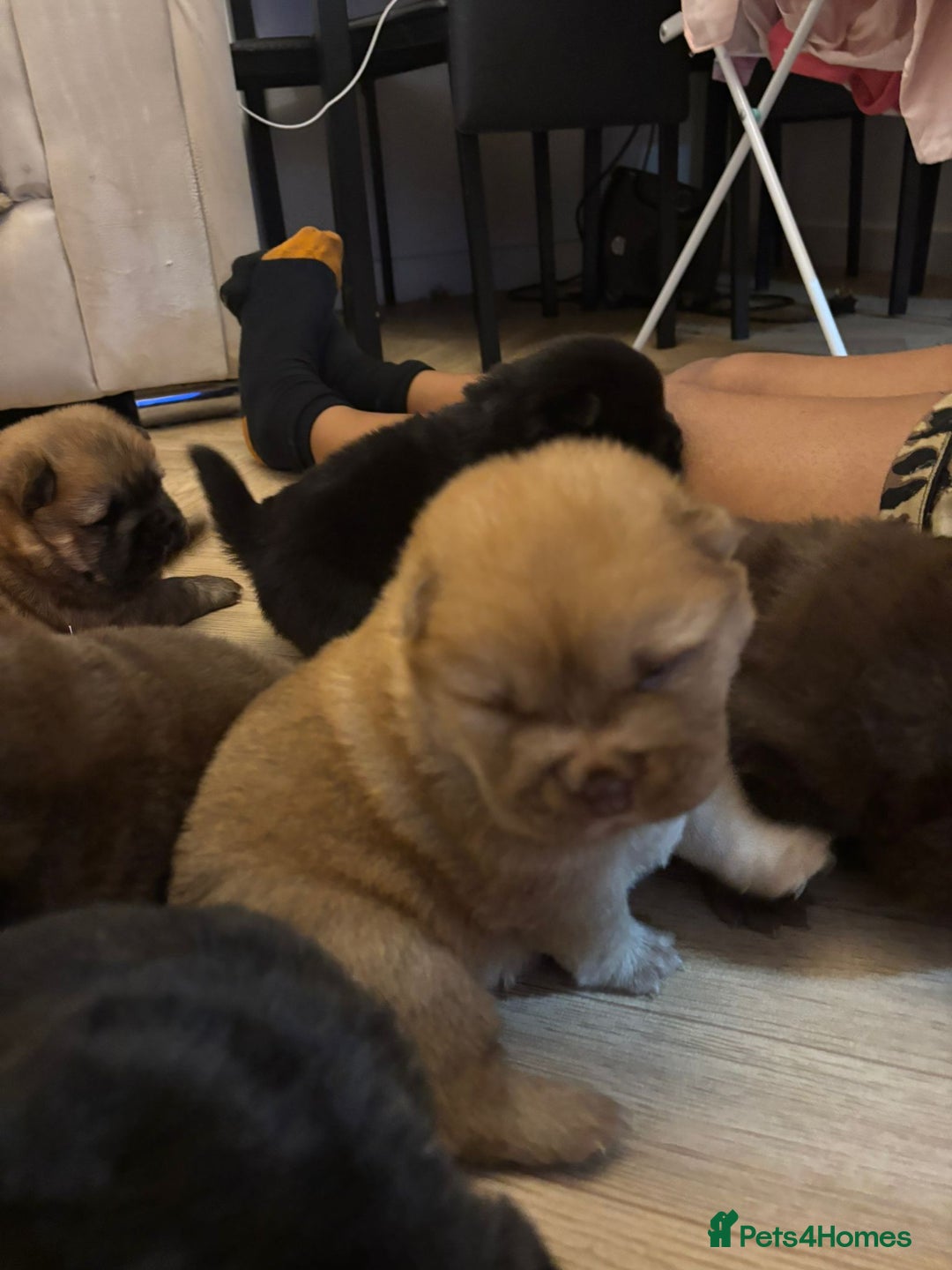 Chow Chow dogs for sale: Stunning Chow Chow Puppies Luxi Chow × Royal Chows - Advert 8