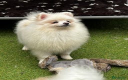 Pomeranian dogs for sale: Beautiful Pomeranian Teddy Bear Puppies - Image 3