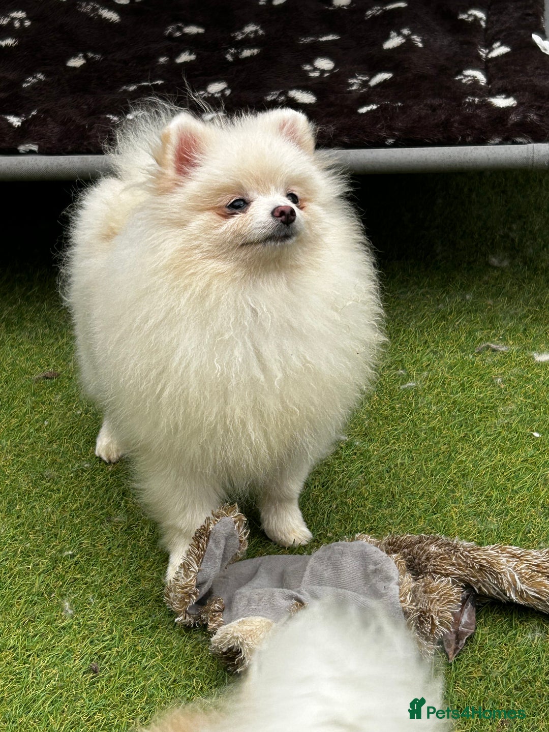 Pomeranian dogs for sale: Beautiful Pomeranian Teddy Bear Puppies - Image 3