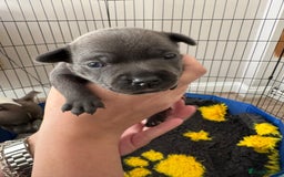 Staffordshire Bull Terrier dogs for sale: 🐶 KC Reg Staffordshire Bull Terrier Puppies 🐶 - Image 11