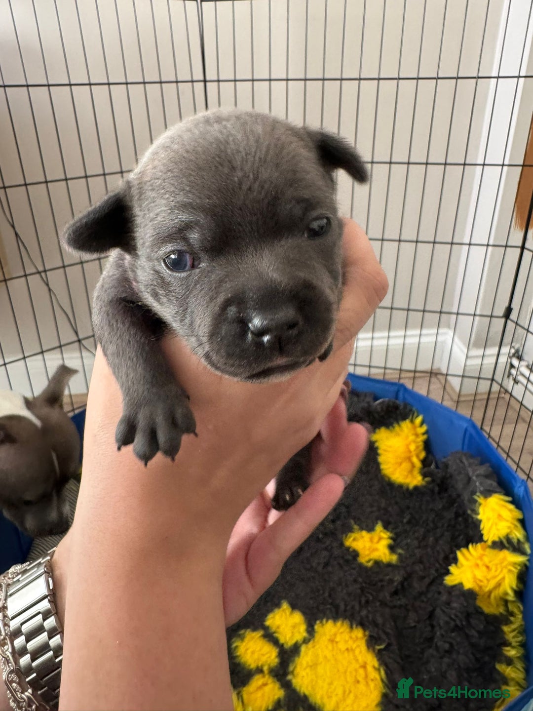 Staffordshire Bull Terrier dogs for sale: 🐶 KC Reg Staffordshire Bull Terrier Puppies 🐶 - Image 11