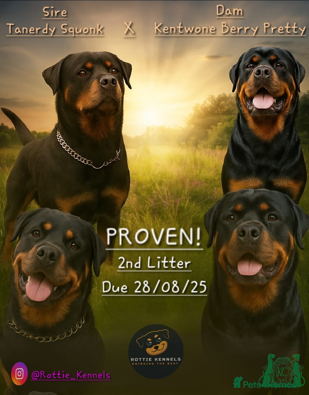 Rottweiler dogs for sale: 🏆(Kc)Champion bloodline Rottweiler puppies. - Image 1