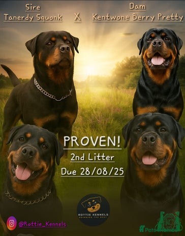 Rottweiler dogs - Advert 1