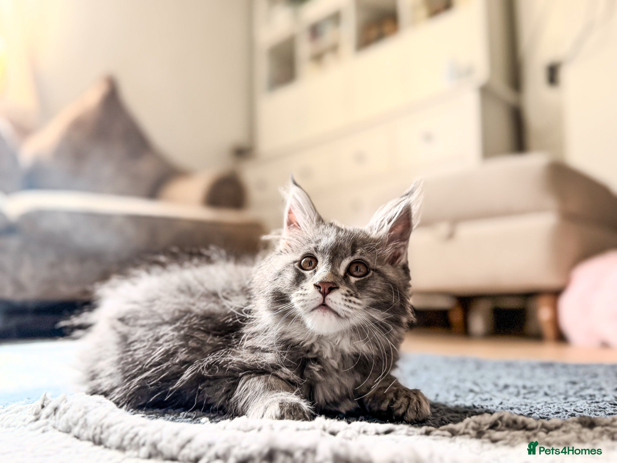 Maine Coon cats ❤️READY NOW❤️ Maine coon kittens - Advert 4