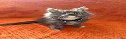 Maine Coon cats for sale: Ready Now: 6 Maine coon Kittens - Advert 7