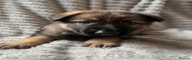 German Shepherd Puppy 9