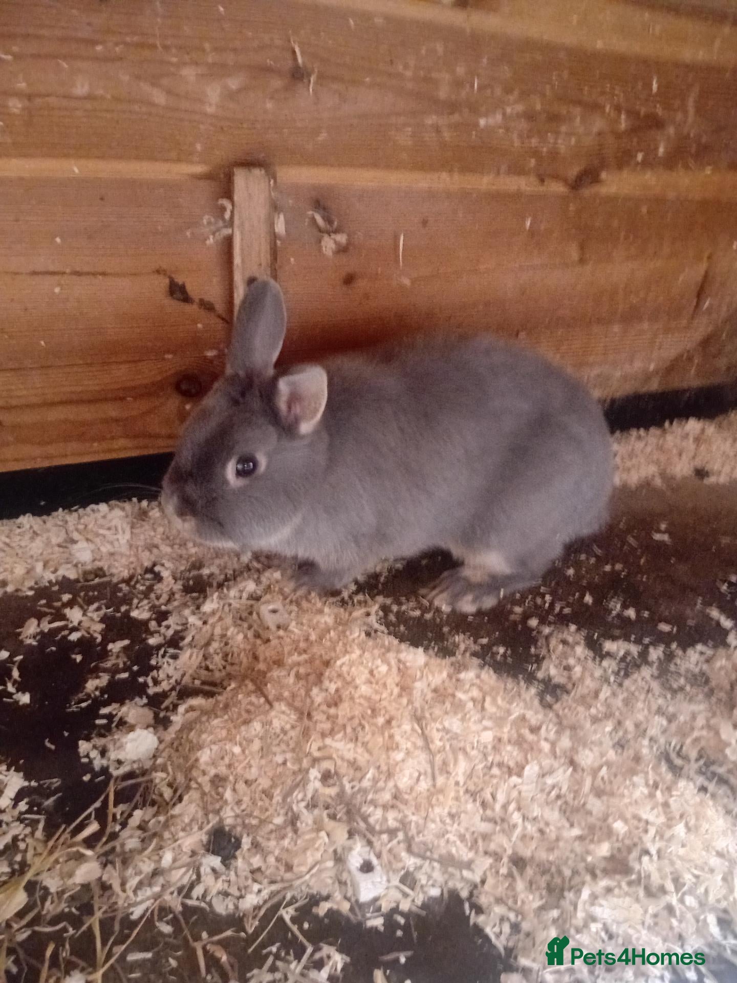 Netherland Dwarf rabbits Netherland dwarf female - Advert 2