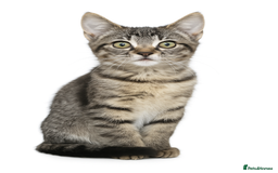 Mixed Breed cats for sale: Kittens ready now  - Image 1