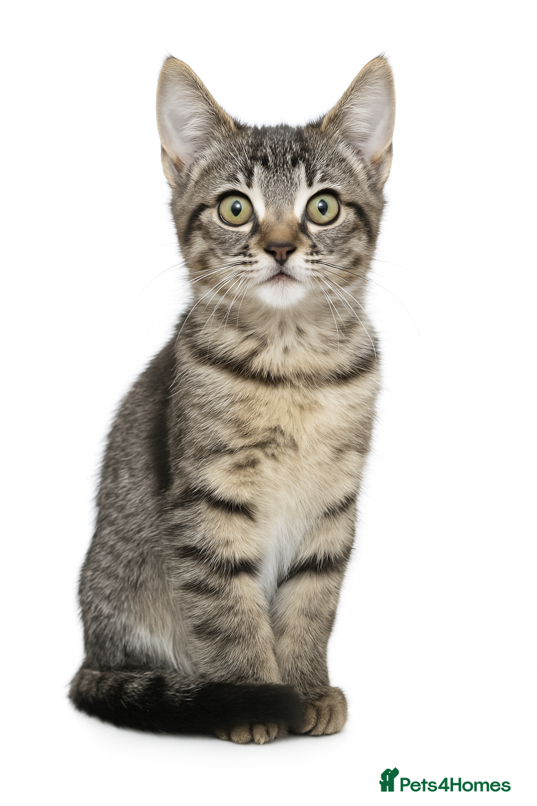 Mixed Breed cats for sale: Kittens ready now  - Image 1