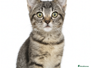 Mixed Breed cats for sale: Kittens ready now - Advert 1