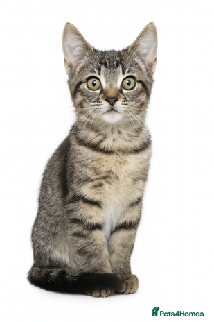 Mixed Breed cats Kittens ready now - Advert 19