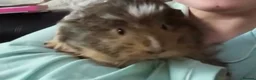 Guinea Pig rodents for sale: 2 female Guinea pigs in Liverpool - Advert 2