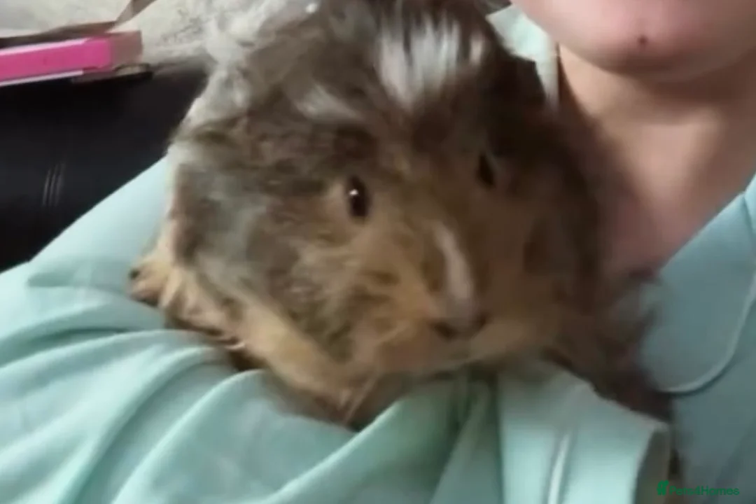 Guinea Pig rodents for sale: 2 female Guinea pigs in Liverpool - Advert 2