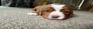 Cocker Spaniel Puppy 4