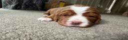 Cocker Spaniel dogs for sale: KC Reg Working Cocker Spaniel Puppies – Ready Soon - Advert 11