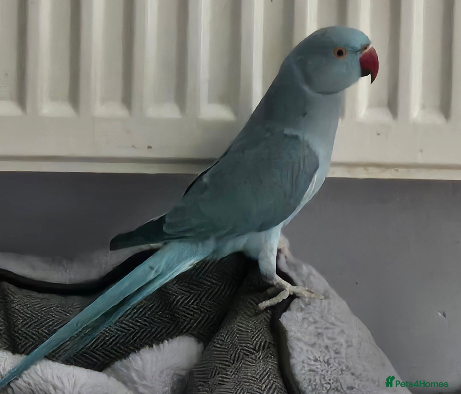 Ringnecks birds Indian ring neck  - Advert 2