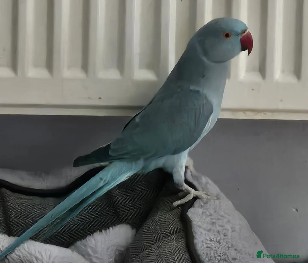 Ringnecks birds for sale: Indian ring neck  - Advert 1