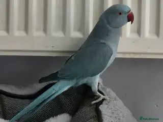 Ringnecks birds Indian ring neck - Advert 2