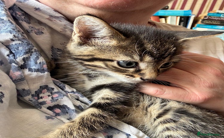 Domestic Shorthair cats - Advert 1