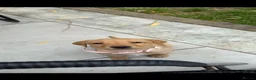 Labrador Retriever dogs for sale: 10week old yellow Labrador retriever - Advert 4