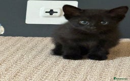 Maine Coon cats for sale: 3 kittens  - Image 1
