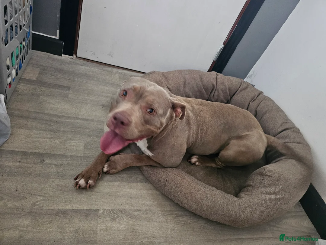 American Bully dogs for sale: AMERICAN BULLY - Advert 3