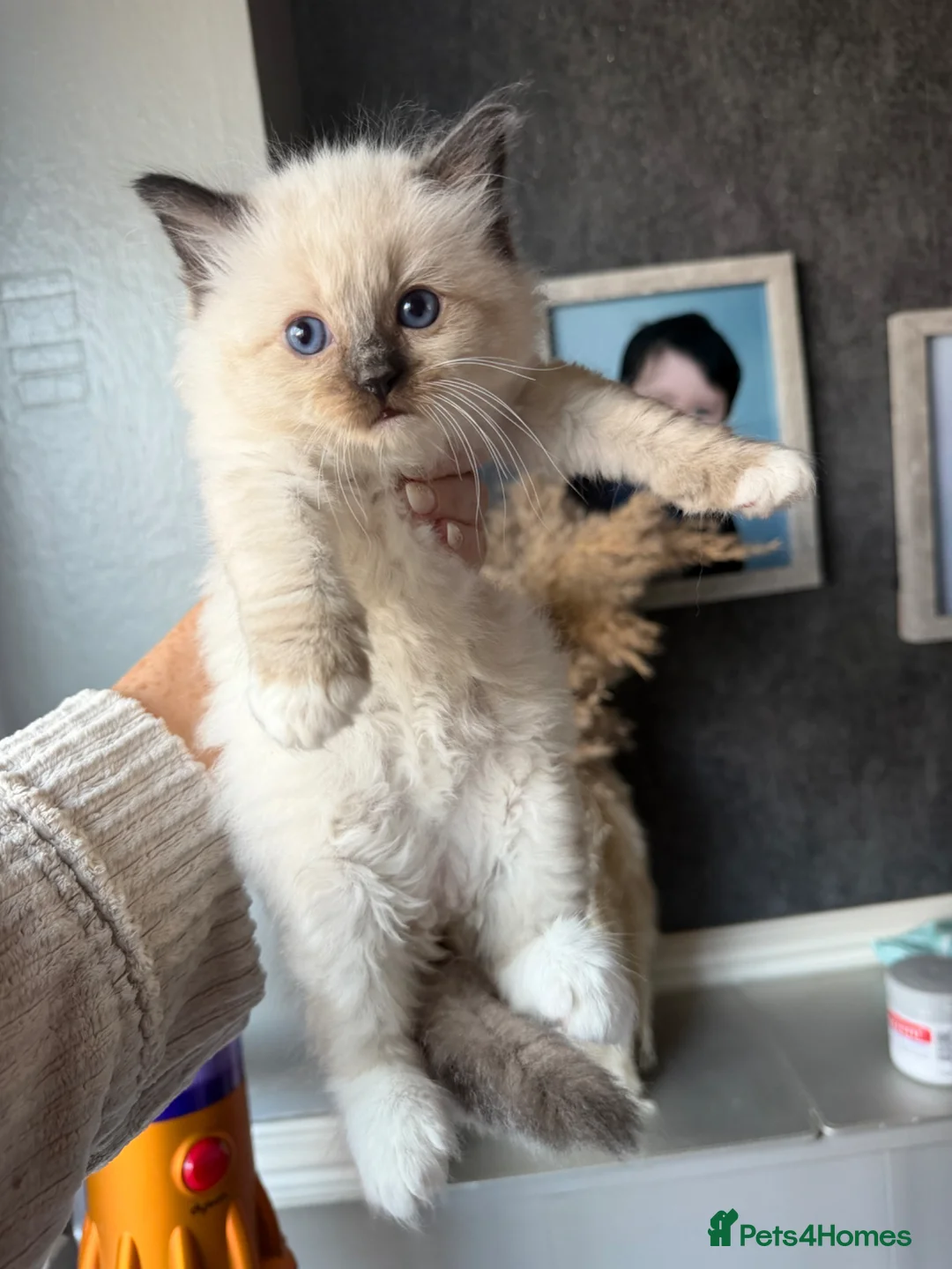Ragdoll cats for sale: Stunning ragdoll kittens  - Advert 16