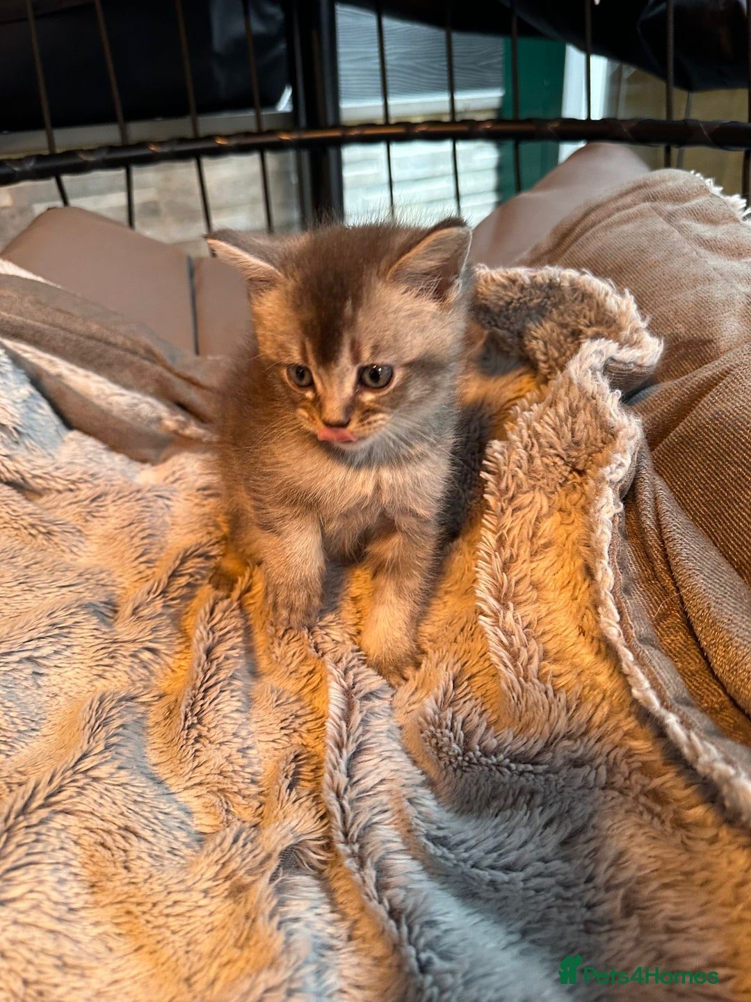 Mixed Breed cats for sale: Maine coon x Scottish fold kittens - Image 12