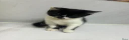 Mixed Breed cats for sale: Half Russian blu - Advert 11