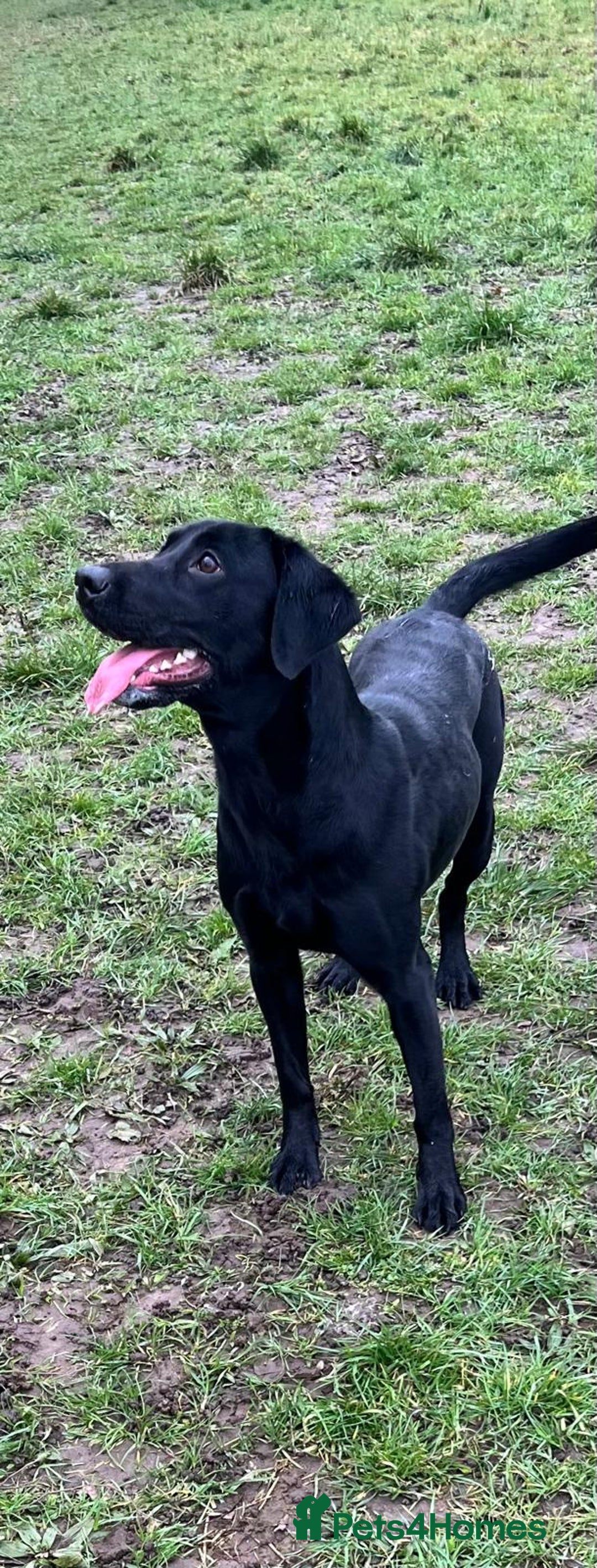 Labrador Retriever dogs for sale: Beautiful KC registered Labrador puppies - Image 26