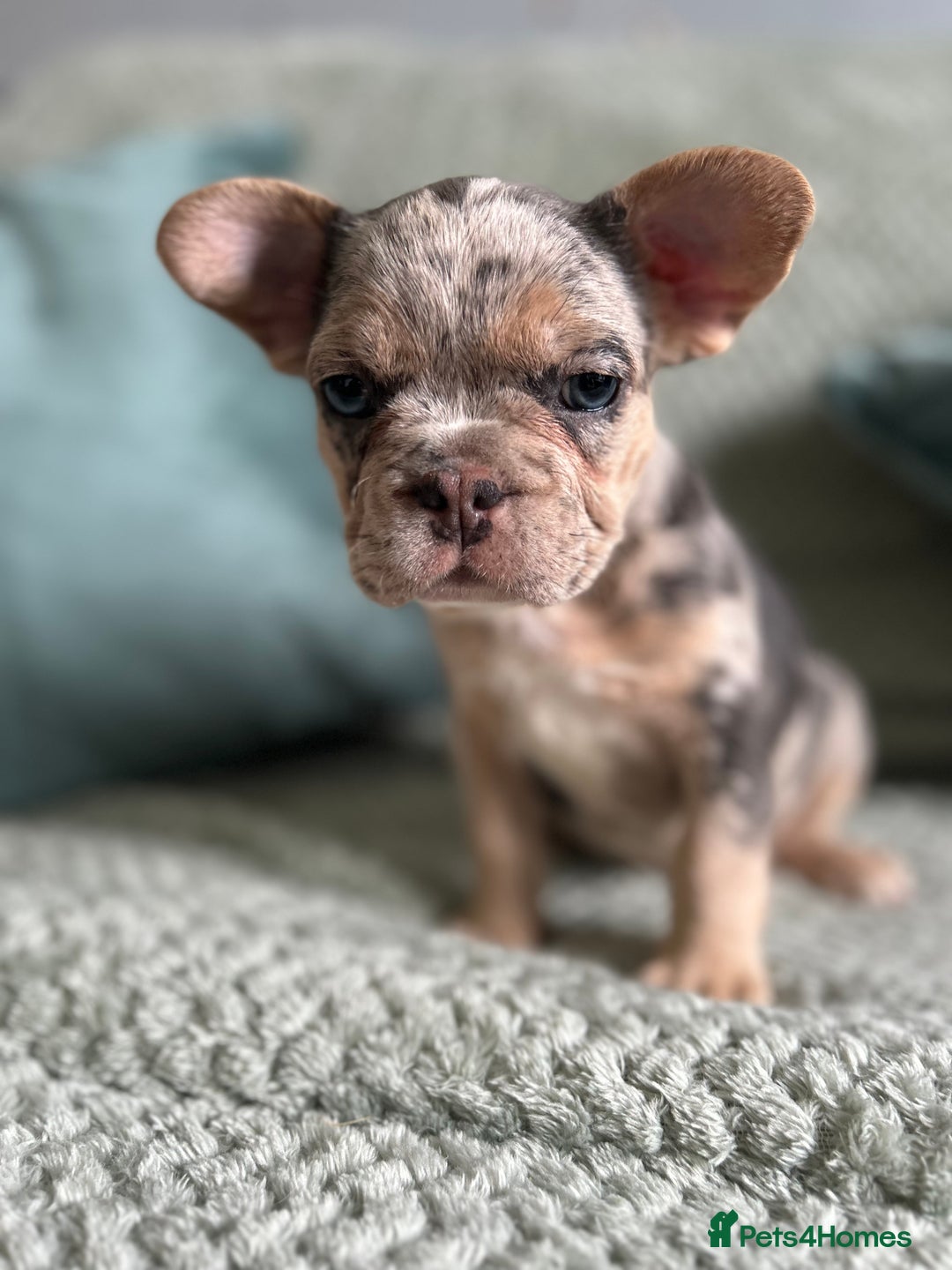 French Bulldog dogs for sale: Beautiful merle and platinum frenchies  - Image 5