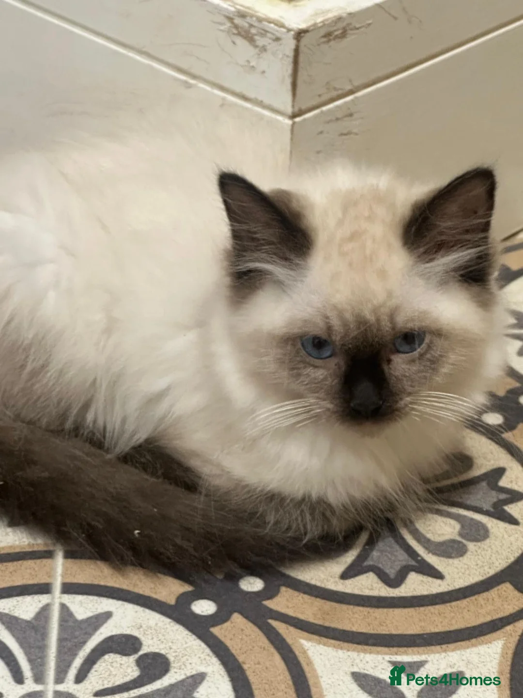 Ragdoll cats for sale: Pure ragdoll kittens  - Advert 2