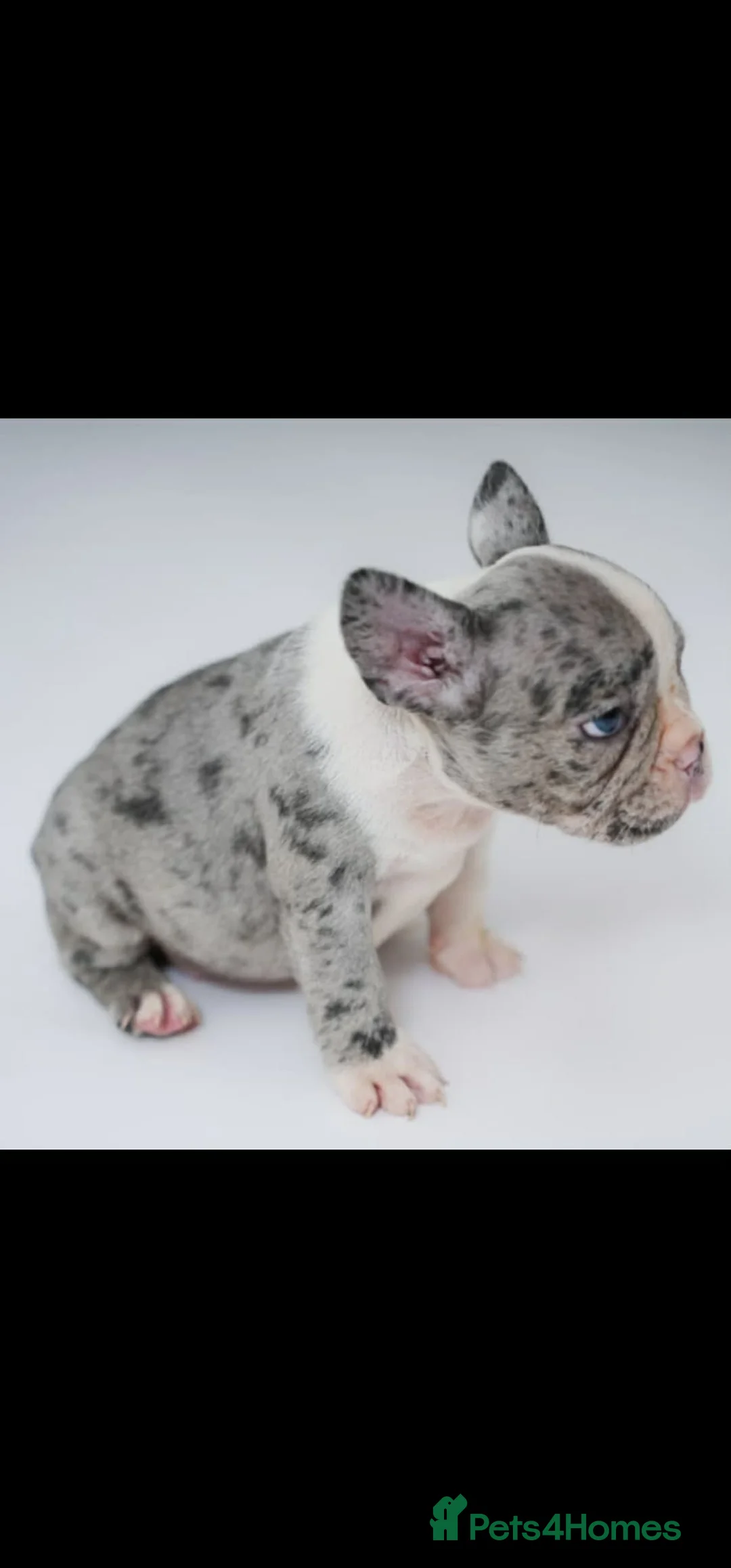 French Bulldog dogs for sale: French bulldog puppies  - Advert 5