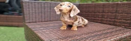 Miniature Dachshund dogs for sale:  Beautiful Mini dachshund   - Advert 1