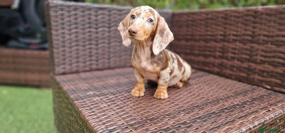 Miniature Dachshund dogs for sale:  Beautiful Mini dachshund   - Advert 1